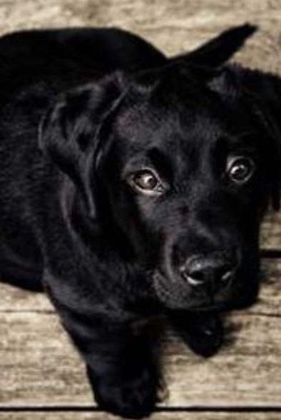test image labrador